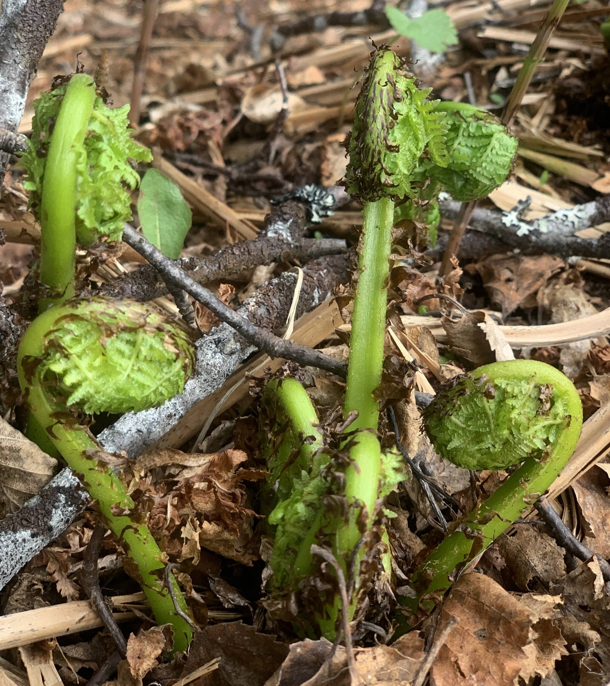 Fiddlehead ferns poke through last year’s leaves along the Reber Trail on Friday, May 19.