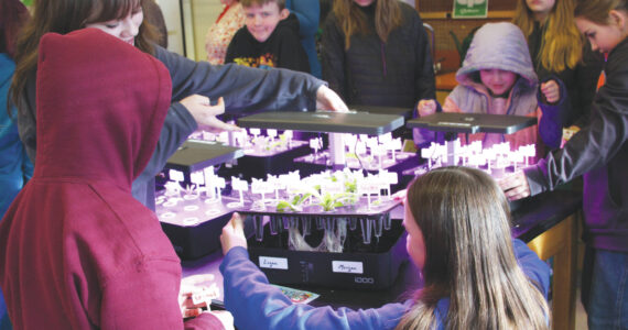 Photo by Delcenia Cosman
Students, kindergarten through ninth grades, check their growth pods Feb. 14 in the hydroponics room at Nikolaevsk School.