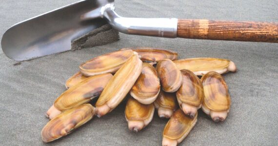 Razor clam season is underway at Copalis Beach. (Courtesy photo)