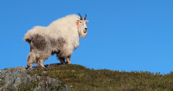 An adult male mountain goat with GPS radio collar shortly after release. (Photo by Dom Watts/FWS)