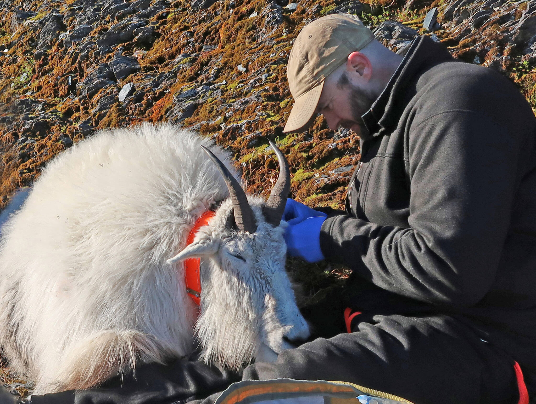 U.S. Fish & Wildlife Service pilot biologist Dom Watts fits a chemically immobilized mountain goat with a GPS radio collar near Seward. (Photo by K. White/ADF&G)