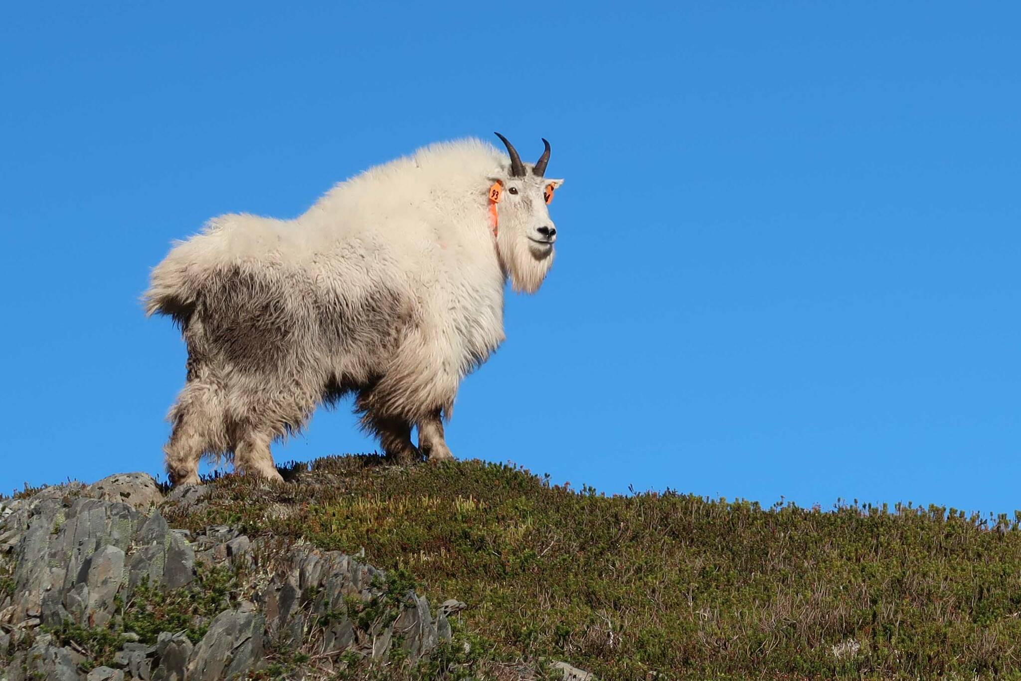 An adult male mountain goat with GPS radio collar shortly after release. (Photo by Dom Watts/FWS)