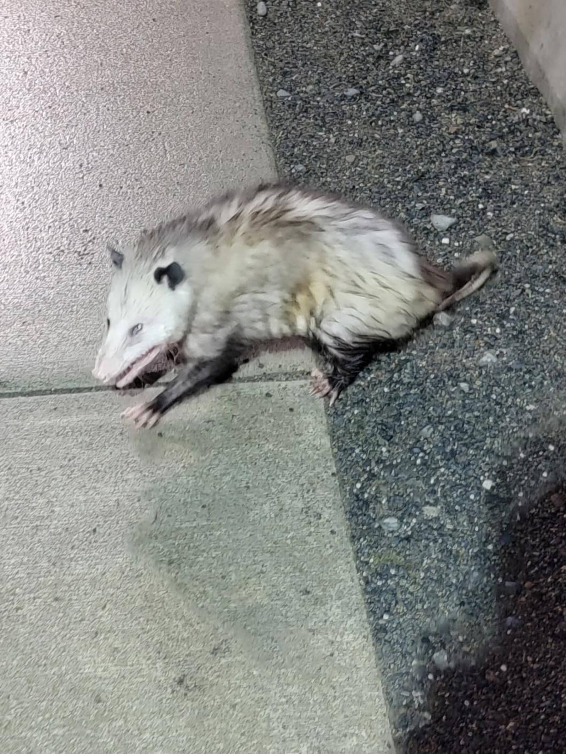 “Grubby” the Virginia opossum is captured by Homer Police officer Taylor Crowder on Wednesday, May 24, 2023 in Homer, Alaska. Photo by Homer Police Department