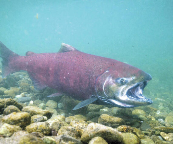 Pictured is an adult Chinook salmon swimming in Ship Creek, Anchorage. (Photo: U.S. Fish and Wildlife Service)