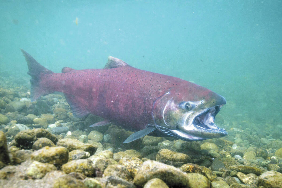Pictured is an adult Chinook salmon swimming in Ship Creek, Anchorage. (Photo: U.S. Fish and Wildlife Service)
