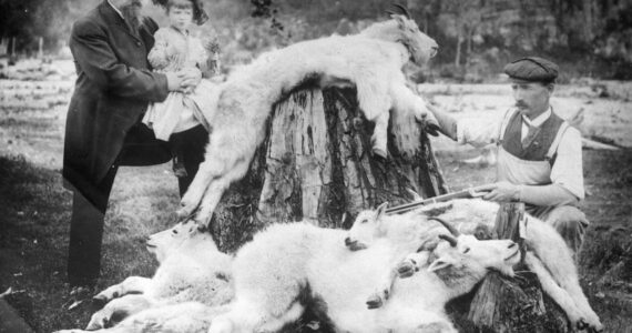 (Photo from a lantern slide courtesy of Gary Titus
This 1904 Baughman Collection photo shows two hunters—Dr. John Baughman (left, holding girl) and W.H. Case—with four mountain goats they killed near the summit of White Pass and brought back to their home in Skagway later by train.