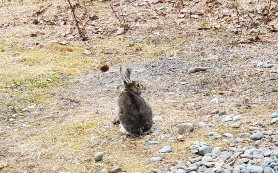 A wild hare stops for a rest in May 2023 in Anchor Point, Alaska. (Delcenia Cosman/Homer News)