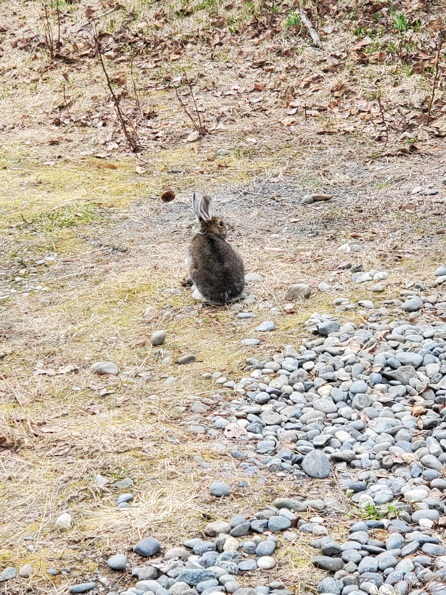 A wild hare stops for a rest in May 2023 in Anchor Point, Alaska. (Delcenia Cosman/Homer News)