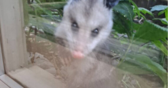 A young Virginia opossum was spotted outside the City of Homer Clerk's Office window on Thursday, June 1, 2023 in Homer, Alaska. Photo by Renee Krause