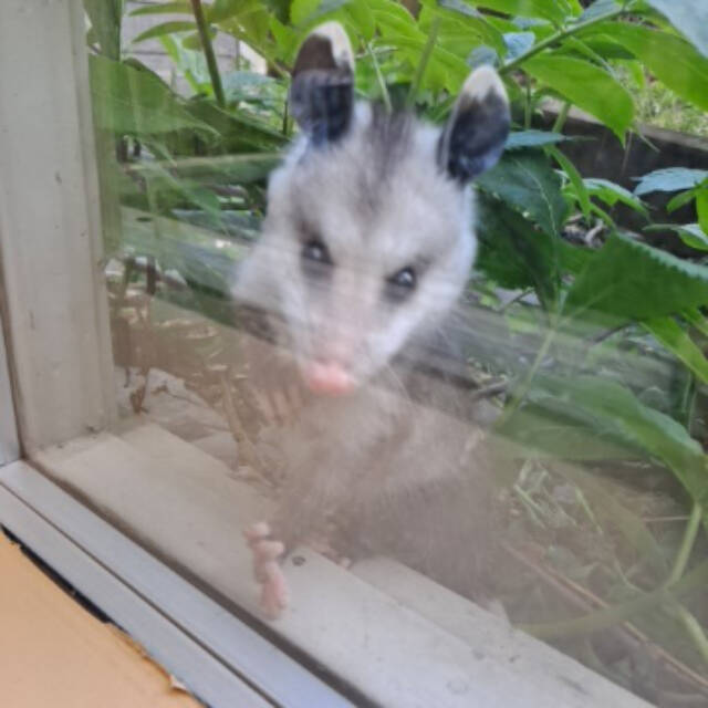 A young Virginia opossum was spotted outside the City of Homer Clerk’s Office window on Thursday, June 1, 2023 in Homer, Alaska. Photo by Renee Krause