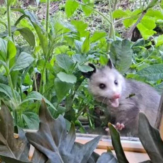 A Virginia opossum was spotted outside the City of Homer Clerk’s Office window on Thursday, June 1, 2023 in Homer, Alaska. Photo by Renee Krause
