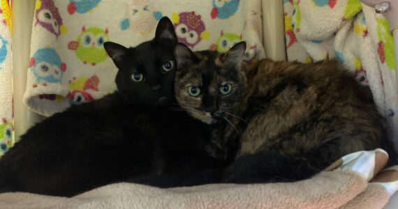 Midnight (male) and Luna (female). Not pictured is their sister, Nova. Photo courtesy of Homer Animal Shelter