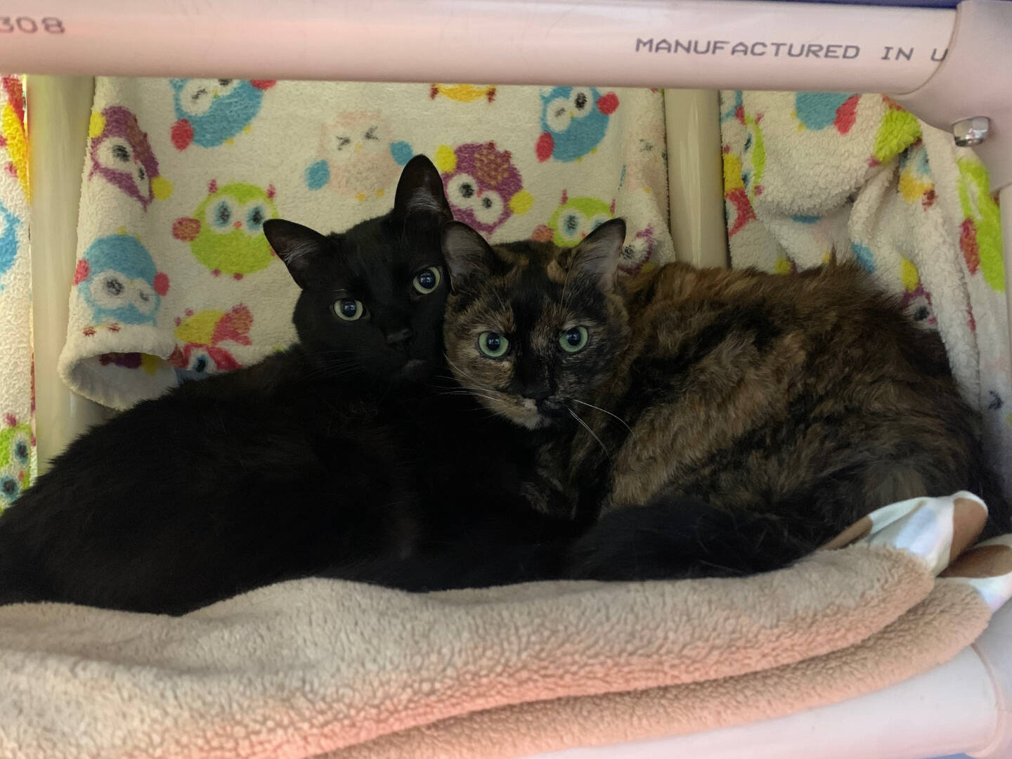 Midnight (male) and Luna (female). Not pictured is their sister, Nova. Photo courtesy of Homer Animal Shelter