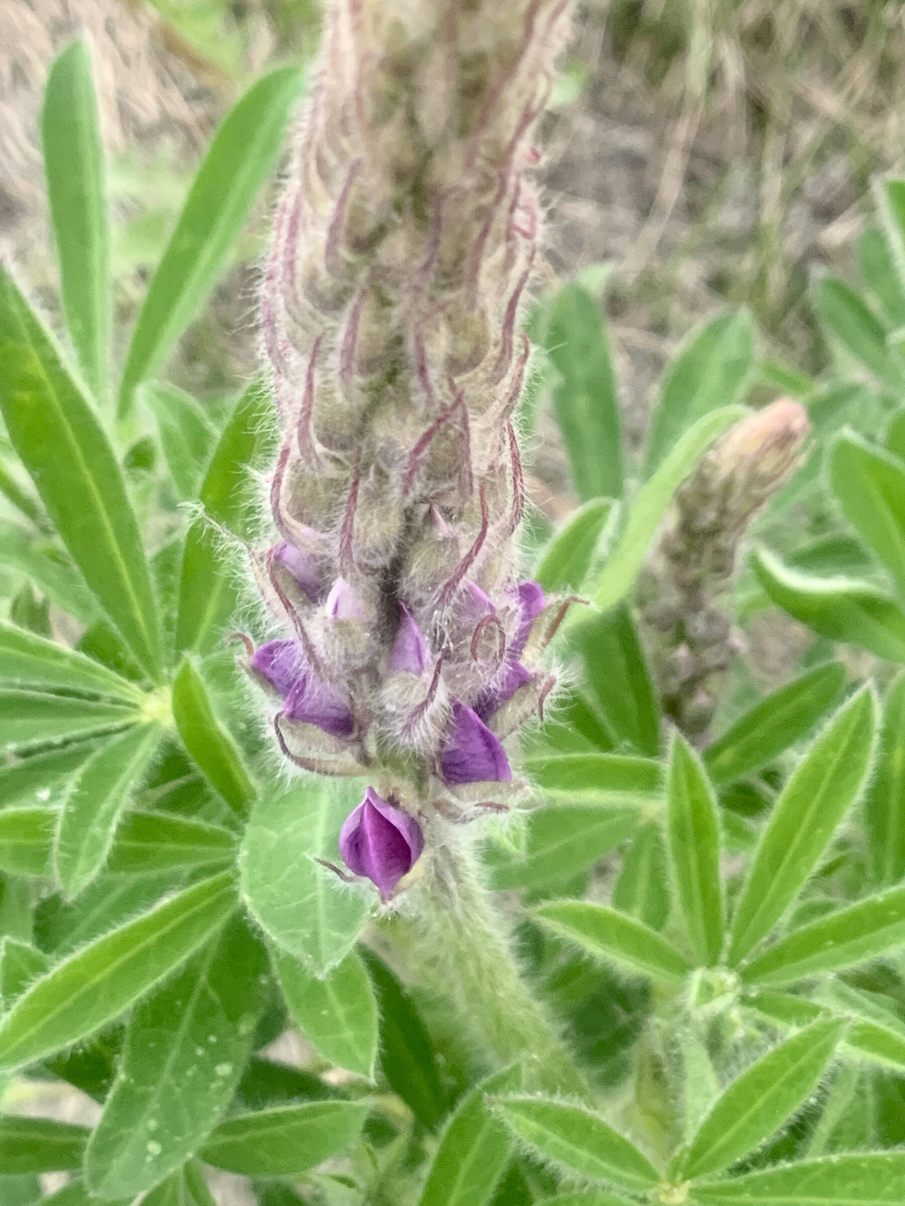 A lupine flower begins to bud four miles out East End Road on Saturday, June 3, 2023 in Homer, Alaska. Photo by Christina Whiting