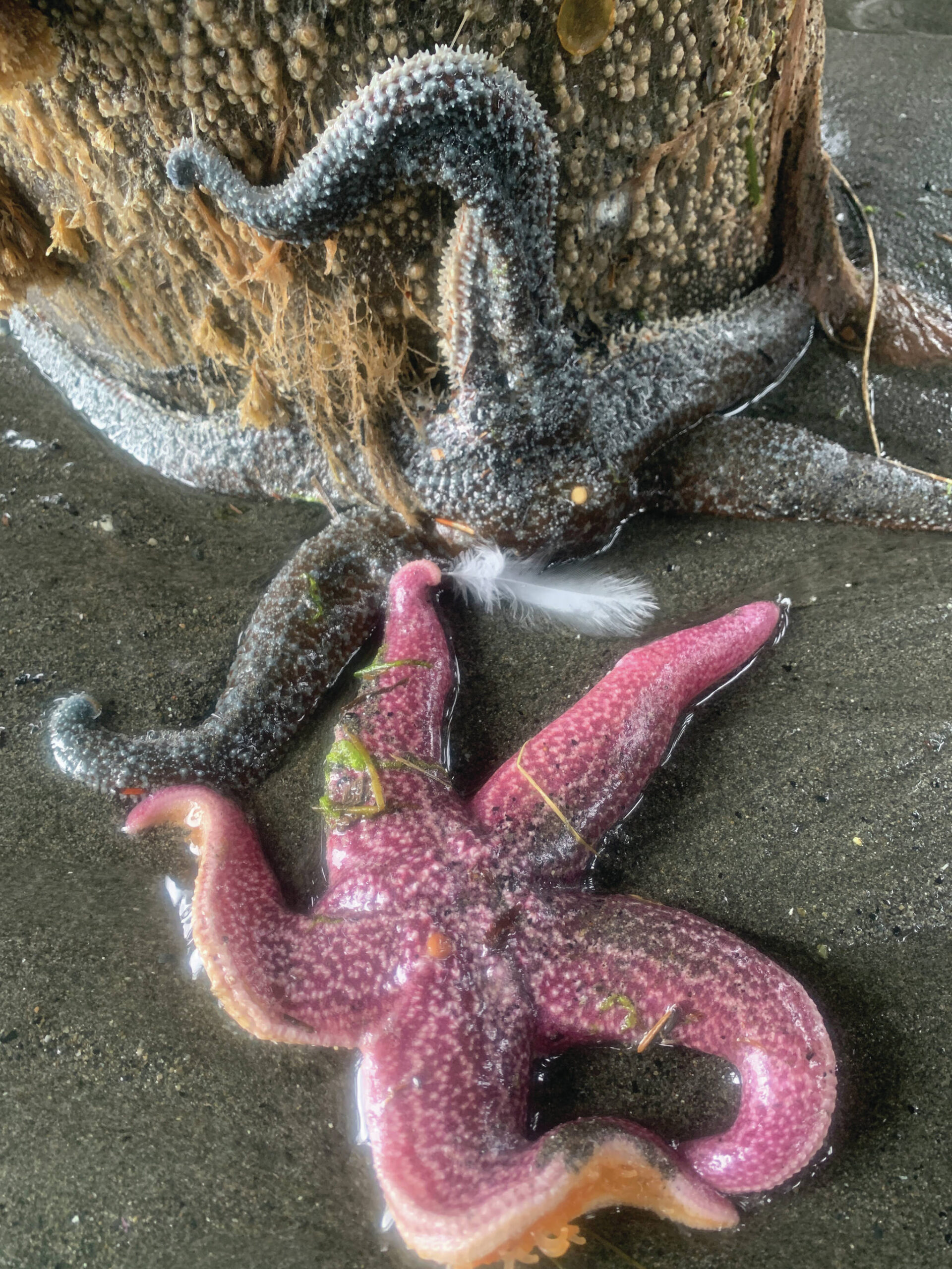 A pair of seastars at high tide along the Land’s End beach, June 7.