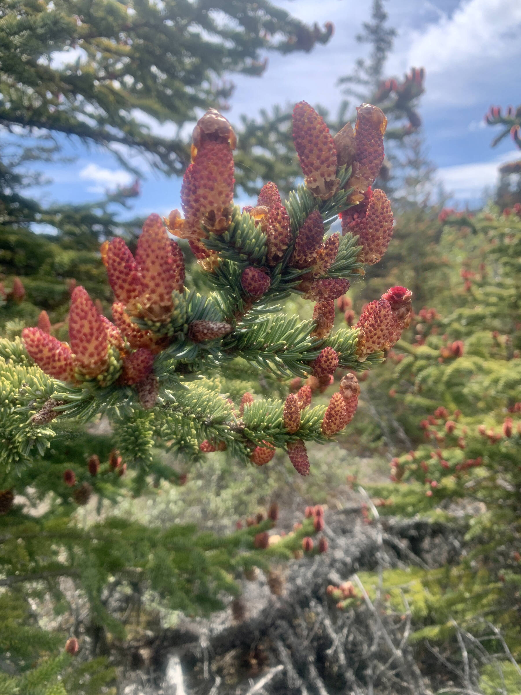 Spruce cones reach for the sun along a section of the Glacier Lake Trail on Tuesday, June 13, 2023 in Homer, Alaska. Photo by Christina Whiting