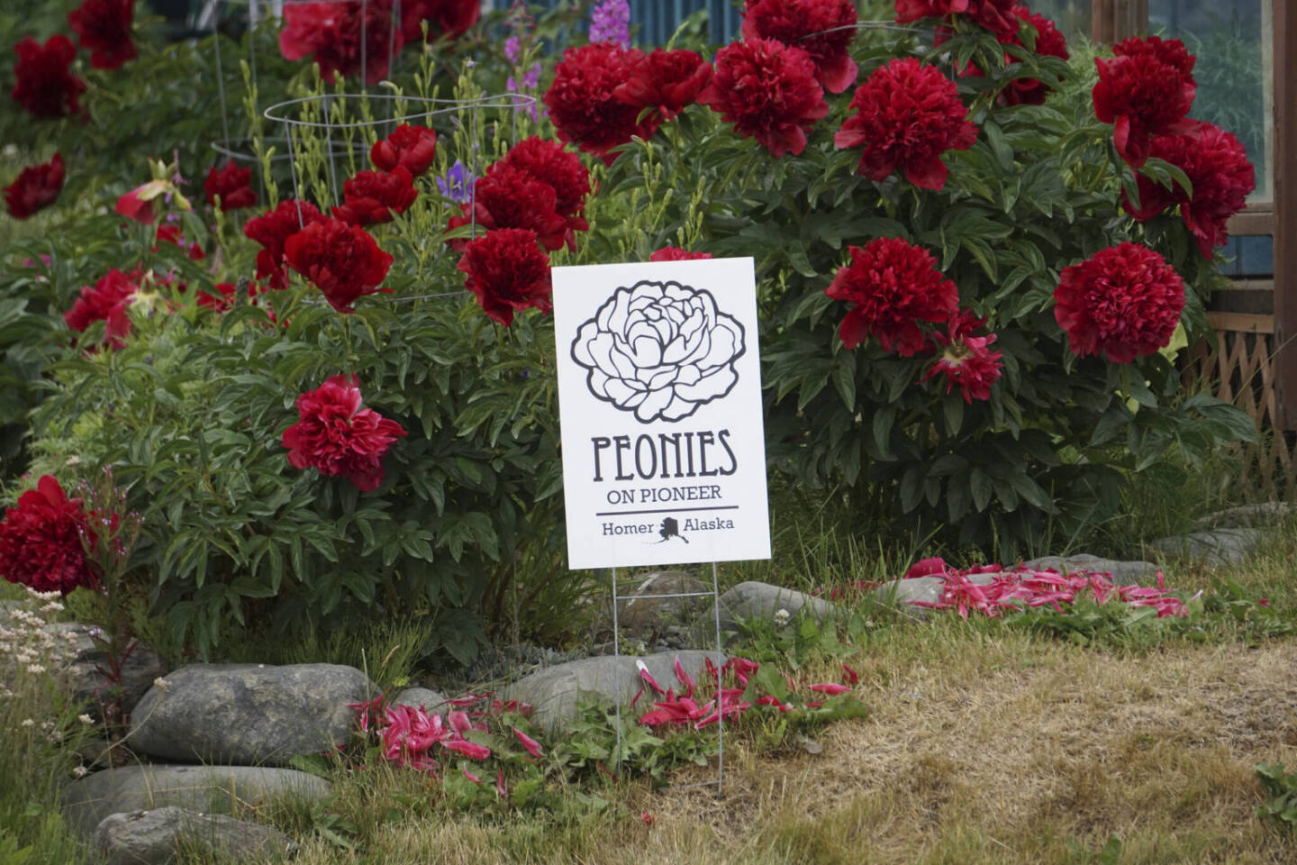 A display of peonies is in bloom on Pioneer Avenue in July 2022 in Homer, Alaska. Photo by Michael Armstrong, Homer News file photo