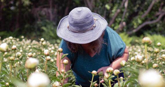 Peony farmer Allison Gaylord harvests peonies at Willow Drive Gardens during the 2022 season. Photo courtesy of Abi Reid