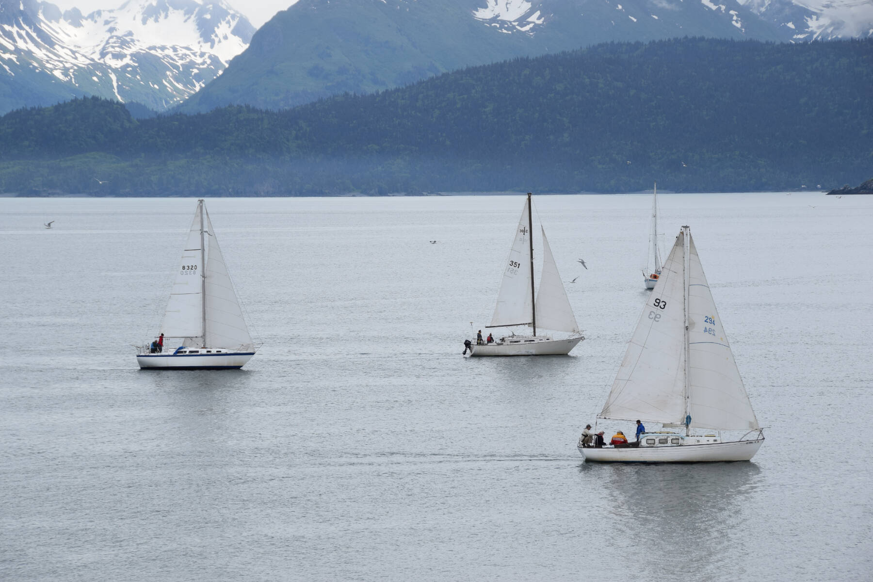Members of the Homer Yacht Club start the course set for the Homer Yacht Club Regatta on Saturday, June 26, 2023 in the Kachemak Bay below Land’s End Resort in Homer, Alaska. Homer Yacht Club Commodore Craig Forrest is on number 93, the Arctica. (Delcenia Cosman/Homer News)