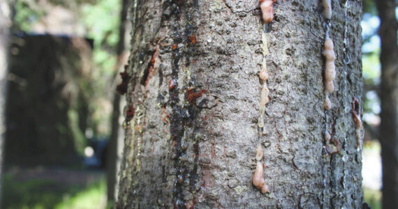 Ashlyn O’Hara/Peninsula Clarion
A spruce tree seeps sap outside of the Kenai Post Office on Friday, July 2, 2021, in Kenai, Alaska.