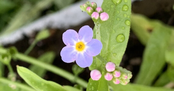A new forget-me-not flower blossoms at Eveline State Recreation Area located 13 miles out East End Road on Monday, June 26, 2023 in Homer, Alaska. Photo by Christina Whiting