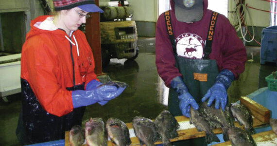 Alaska Department of Fish and Game Black Rockfish sampling in Kodiak. Photo provided by ADFG.