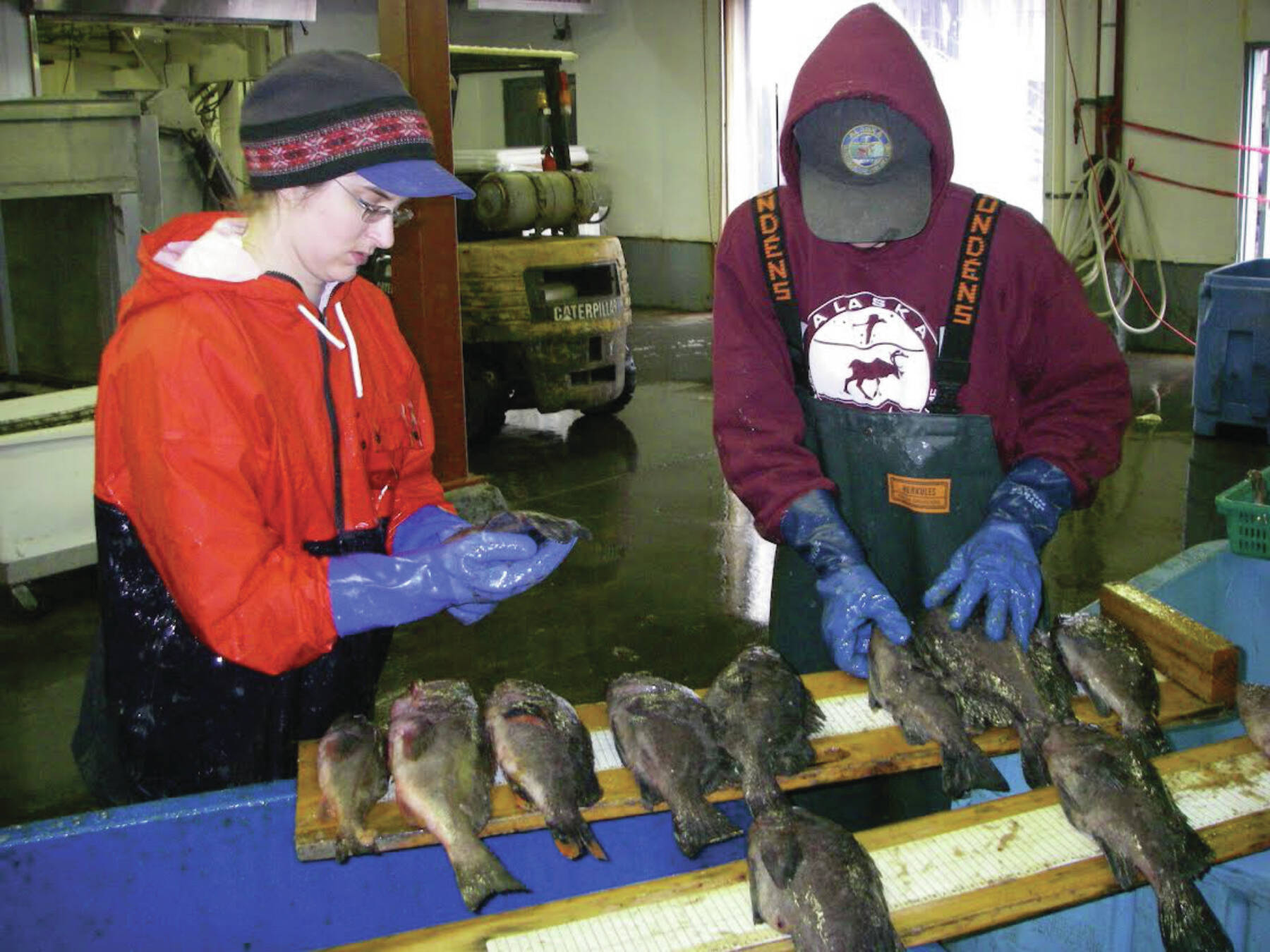 Alaska Department of Fish and Game Black Rockfish sampling in Kodiak. Photo provided by ADFG.
