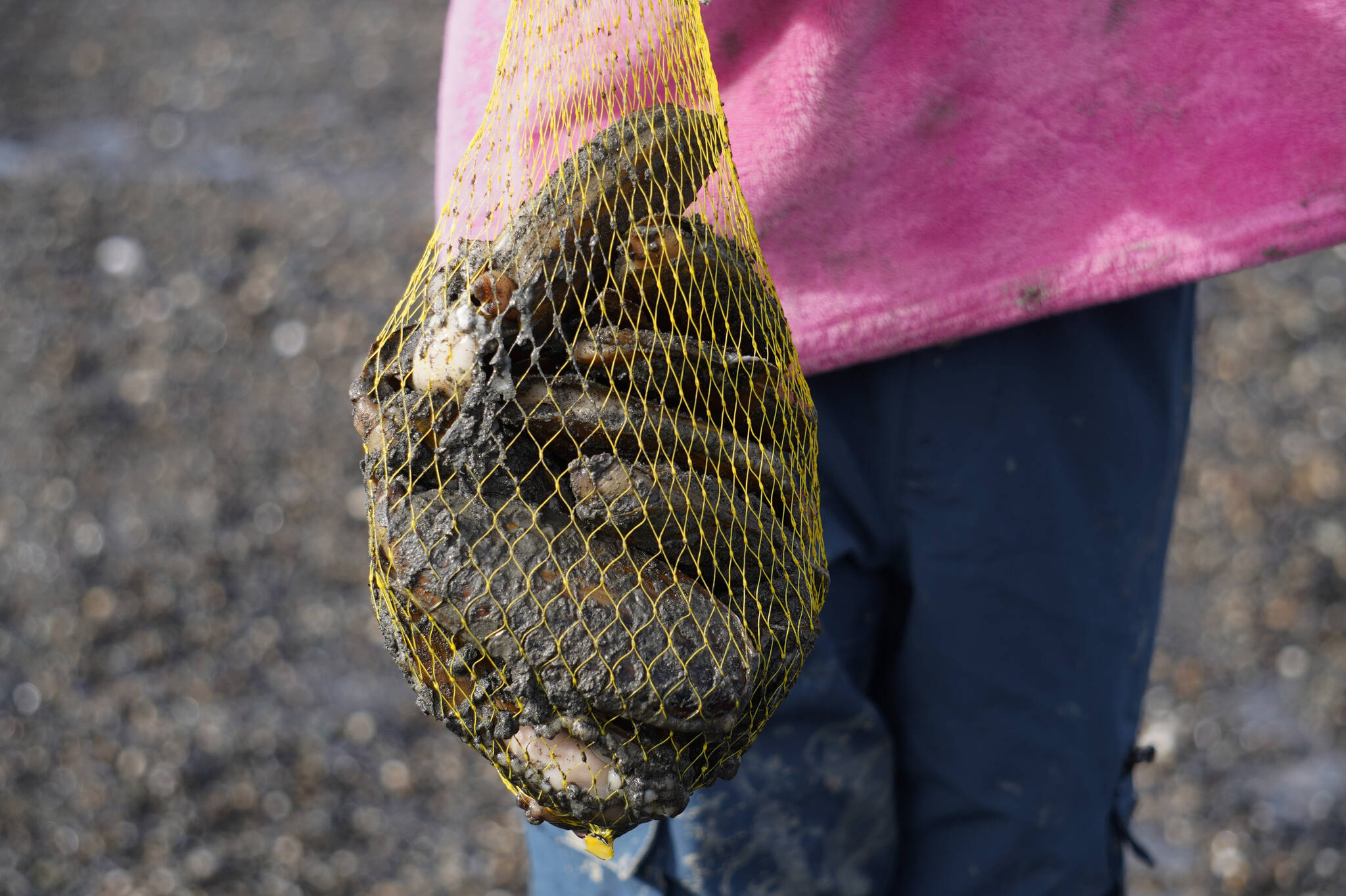 A bag of freshly dug razor clams is held aloft at the Ninilchik Beach in Ninilchik, Alaska, on Saturday, July 1, 2023. (Jake Dye/Peninsula Clarion)