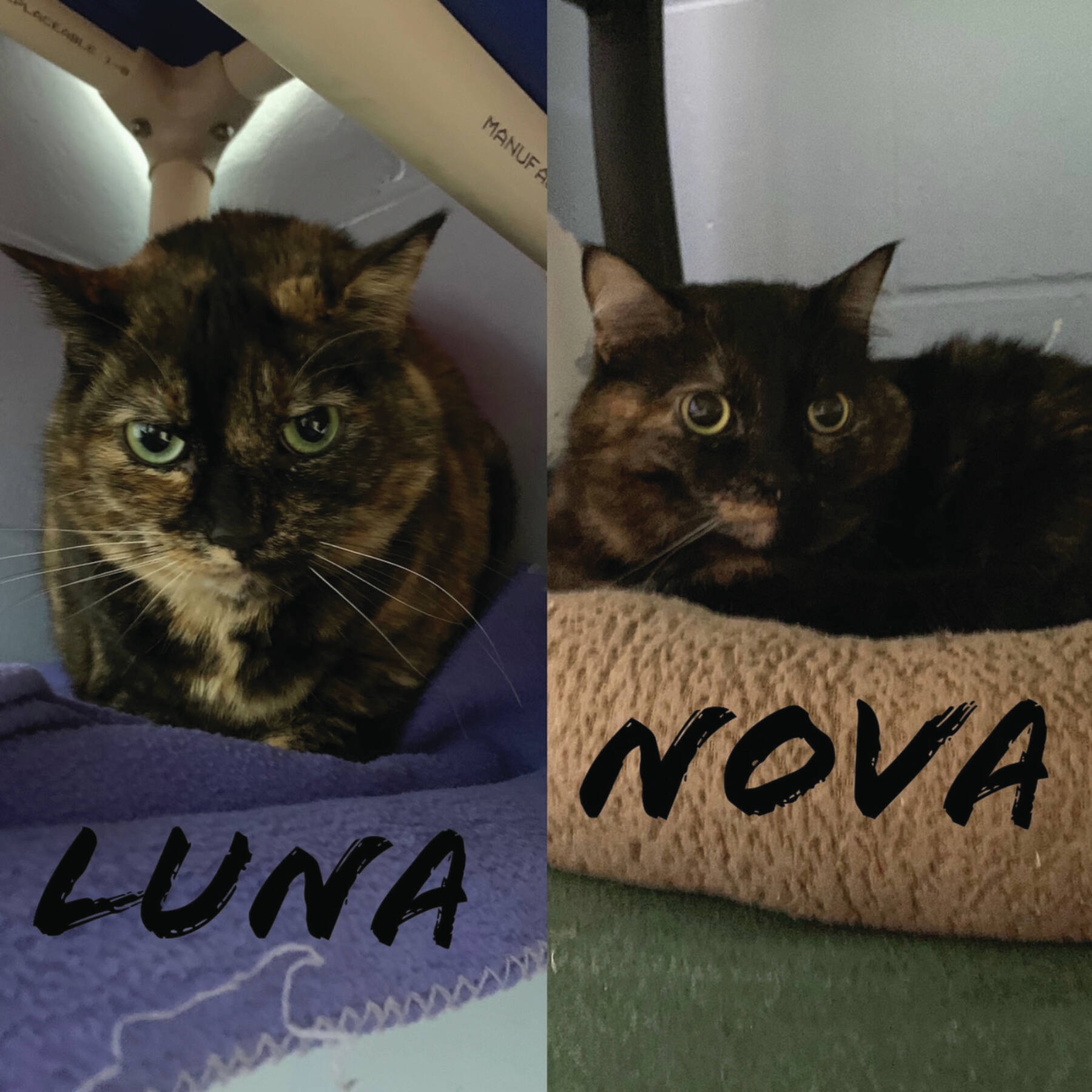 Luna and Nova