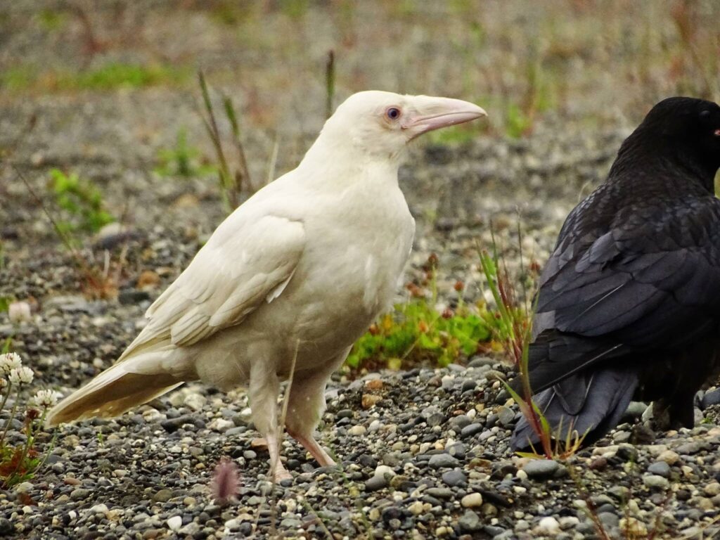 Rare white raven turns heads | Homer News