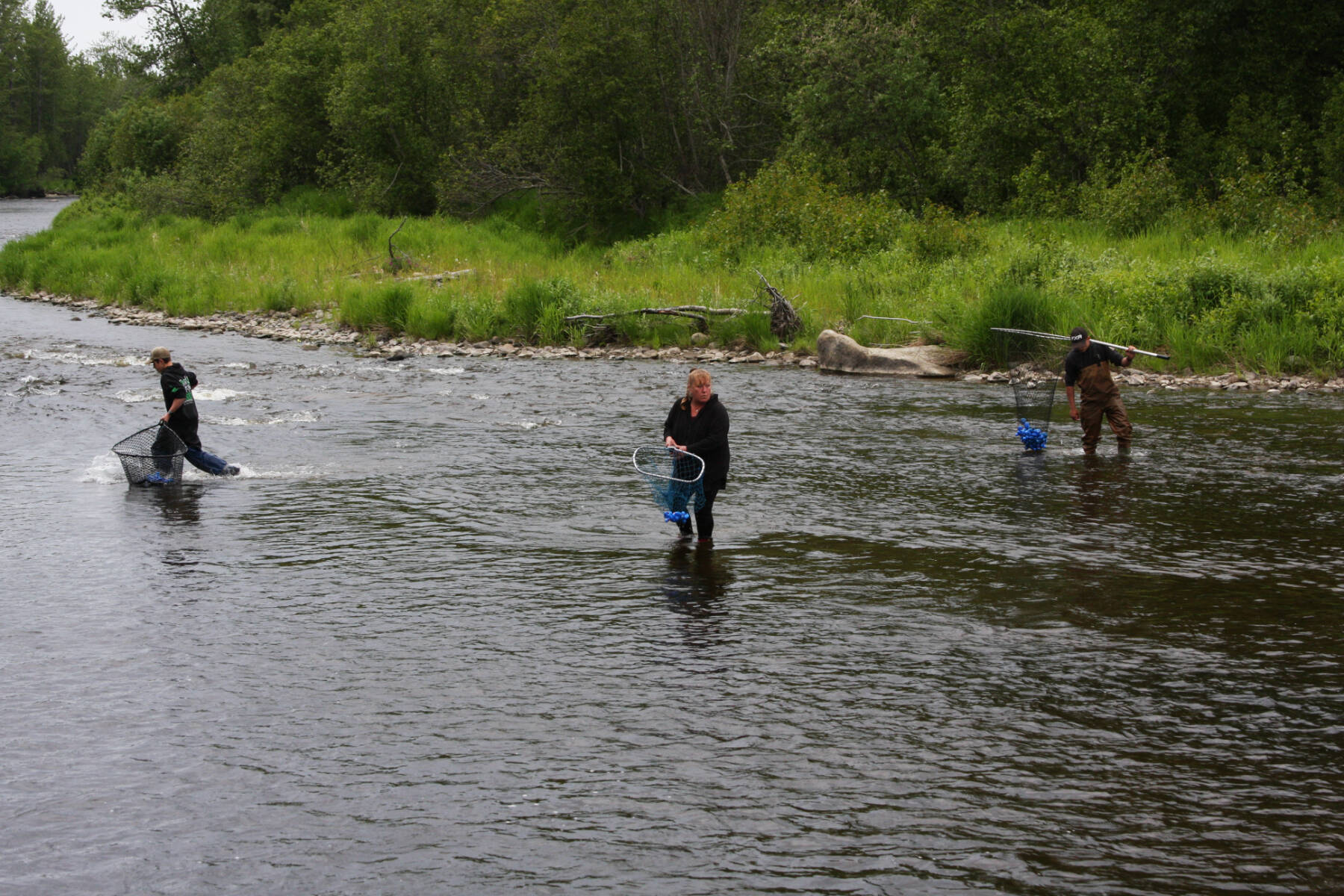 Event volunteers wade through the Anchor River to snag ducks as they cross the finish line during the Fourth of July Duck Race on Sunday, July 2, 2023 in Anchor Point, Alaska. (Delcenia Cosman/Homer News)