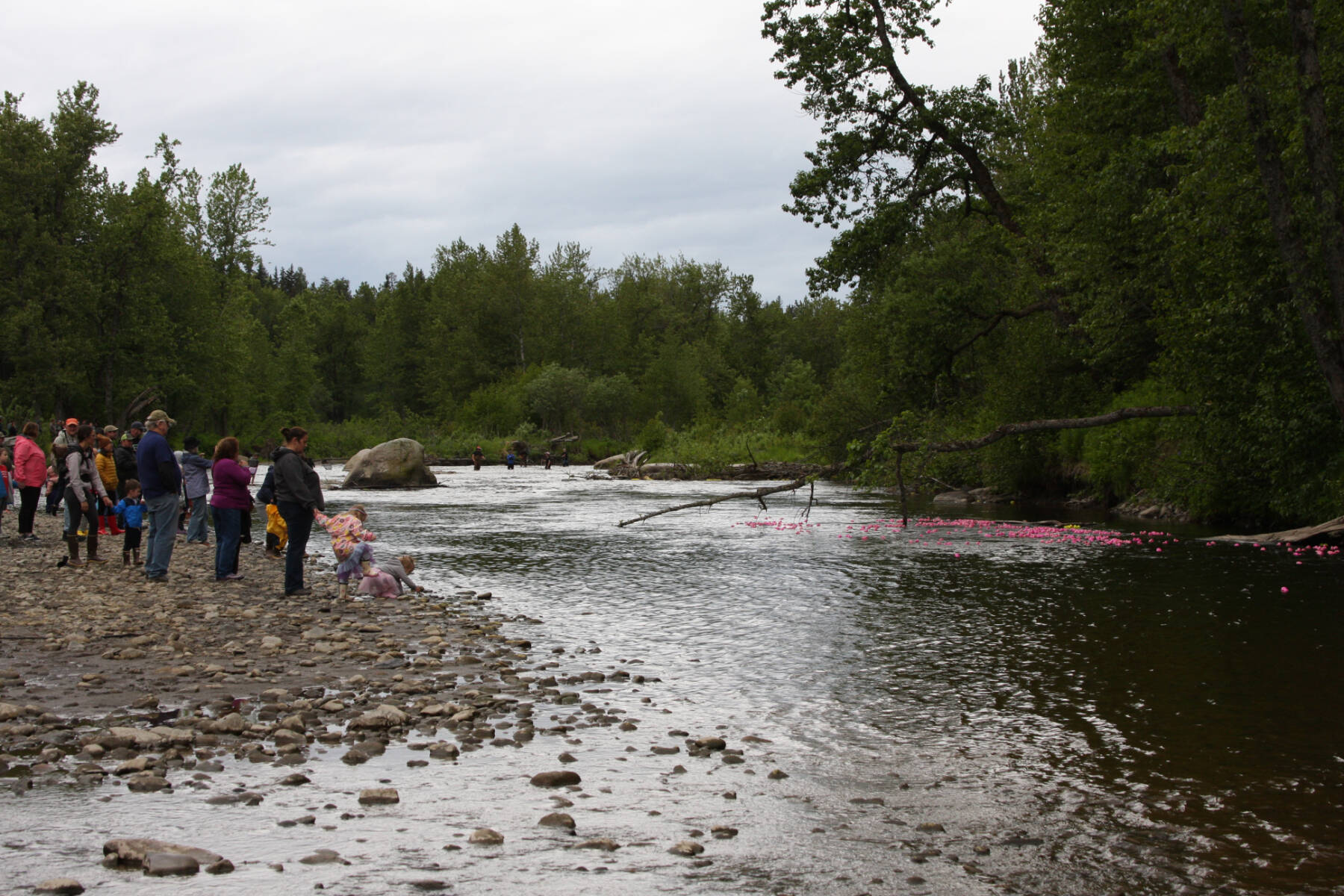 Community members watch pink ducks, the second color category, run down the Anchor River during the Fourth of July Duck Race on Sunday, July 2, 2023 in Anchor Point, Alaska. (Delcenia Cosman/Homer News)