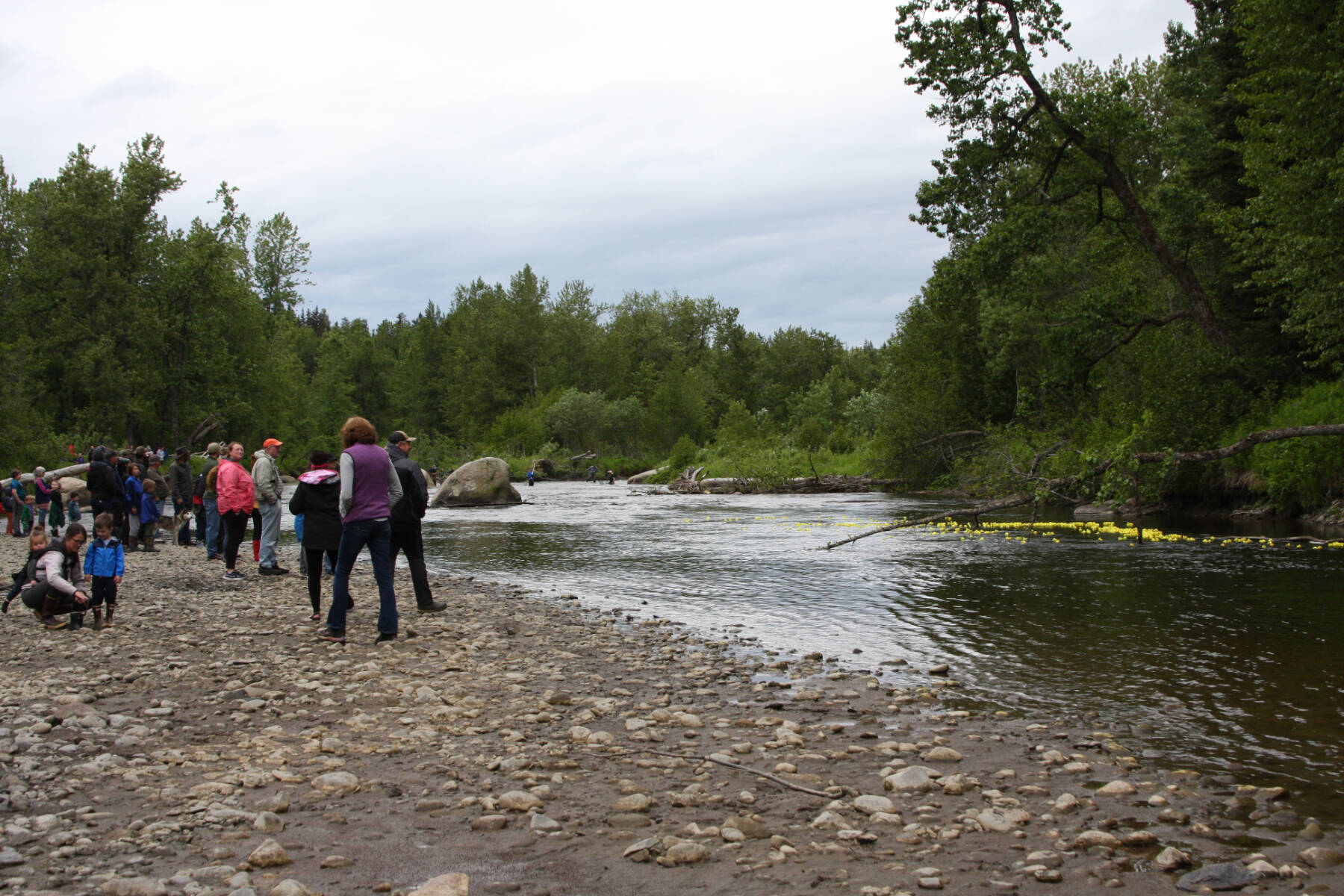 Community members watch yellow ducks, the first color category, run down the Anchor River during the Fourth of July Duck Race on Sunday, July 2, 2023 in Anchor Point, Alaska. (Delcenia Cosman/Homer News)