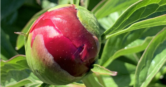 A peony flower begins to bloom in the peony garden at WKFL Park  on Pioneer Avenue on Saturday, July 1, 2023 in Homer, Alaska. Photo by Christina Whiting