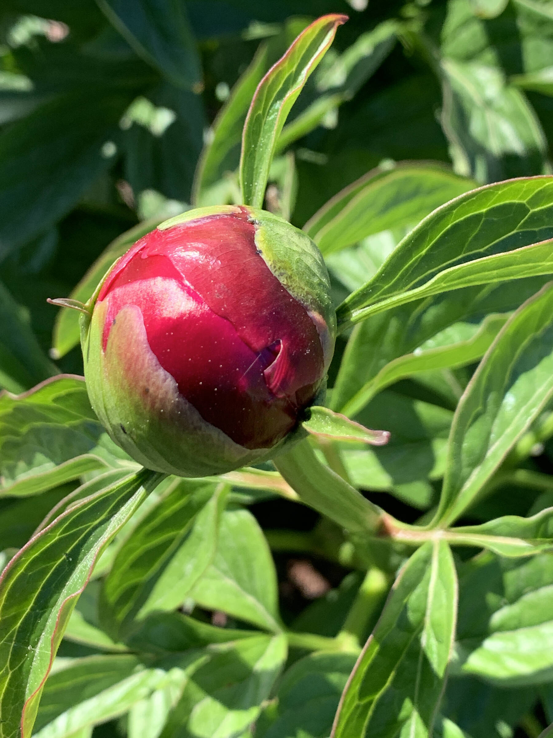A peony flower begins to bloom in the peony garden at WKFL Park on Pioneer Avenue on Saturday, July 1, 2023 in Homer, Alaska. Photo by Christina Whiting