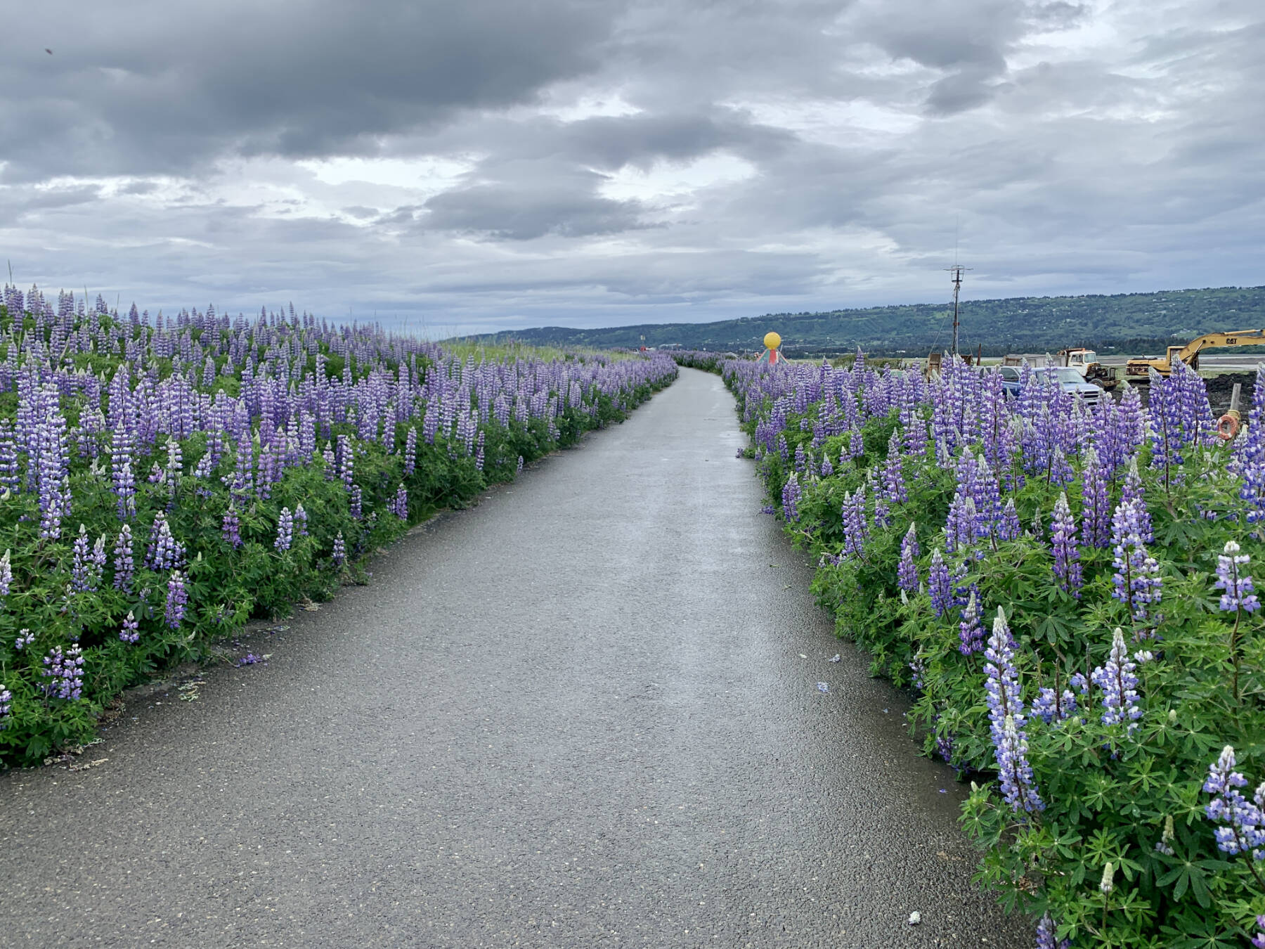 Lupine are in full bloom along the Homer Spit Road on Sunday, July 2, 2023 in Homer, Alaska. Photo by Christina Whiting