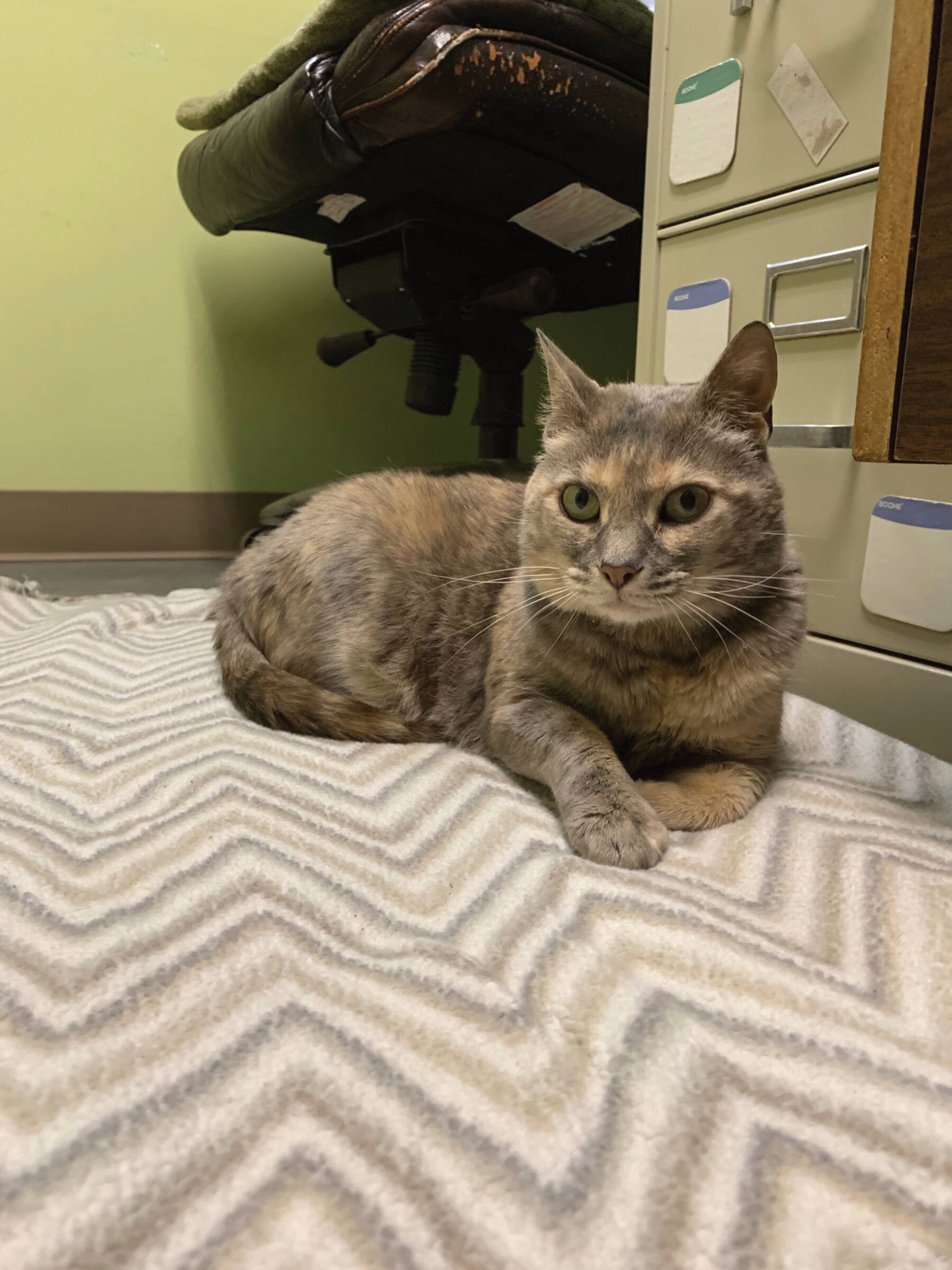 Liza — 2-year-old female, dilute tortie. Photo courtesy Homer Animal Shelter