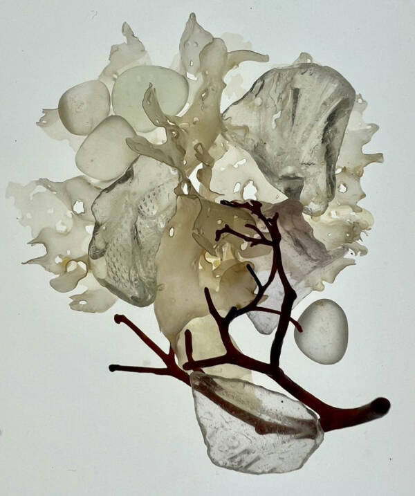 “Translucent Nest,” a photo collage on metal of kelp and beachglass by Seldovia artist Jenifer Cameron is on display at Homer Council on the Arts through July. Photo courtesy Jenifer Cameron