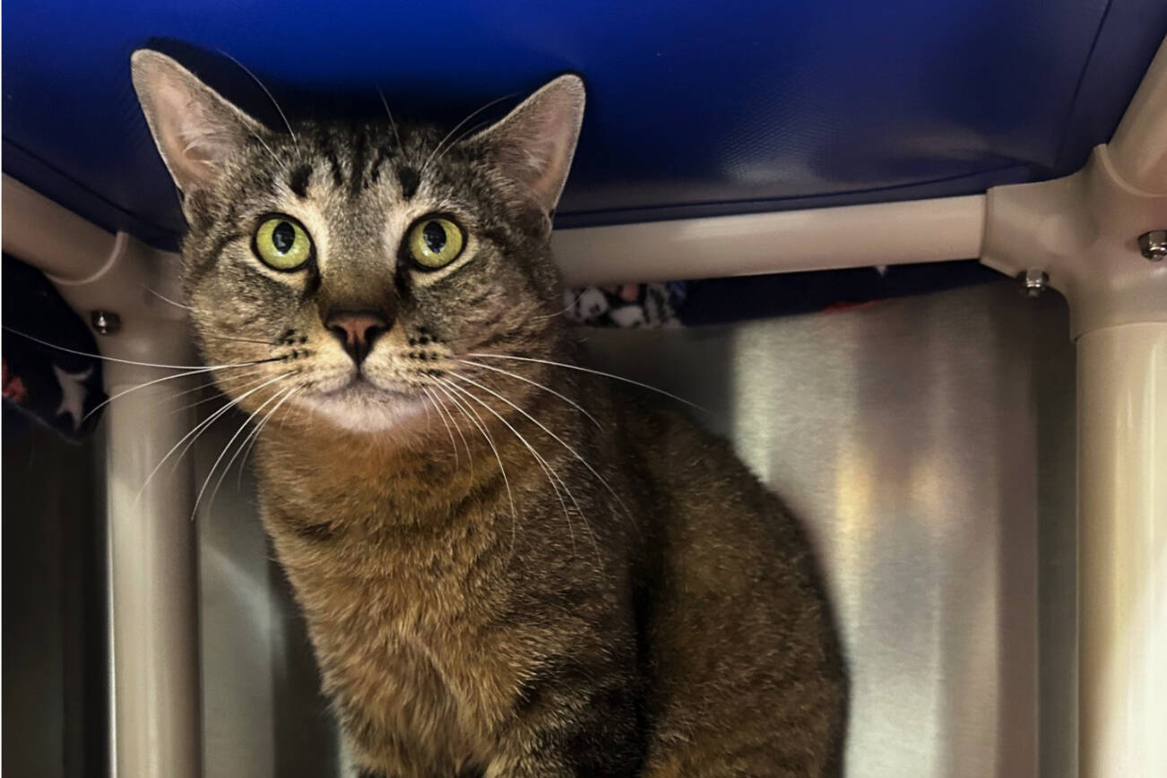 Pet of the Week Una Homer News