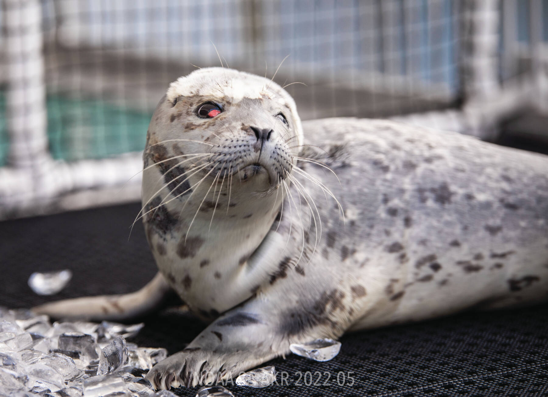 Kasitsna Bay Lab harbor seal in care lab at the Seward SeaLife Center.  Photo provided by Seward SeaLife Center