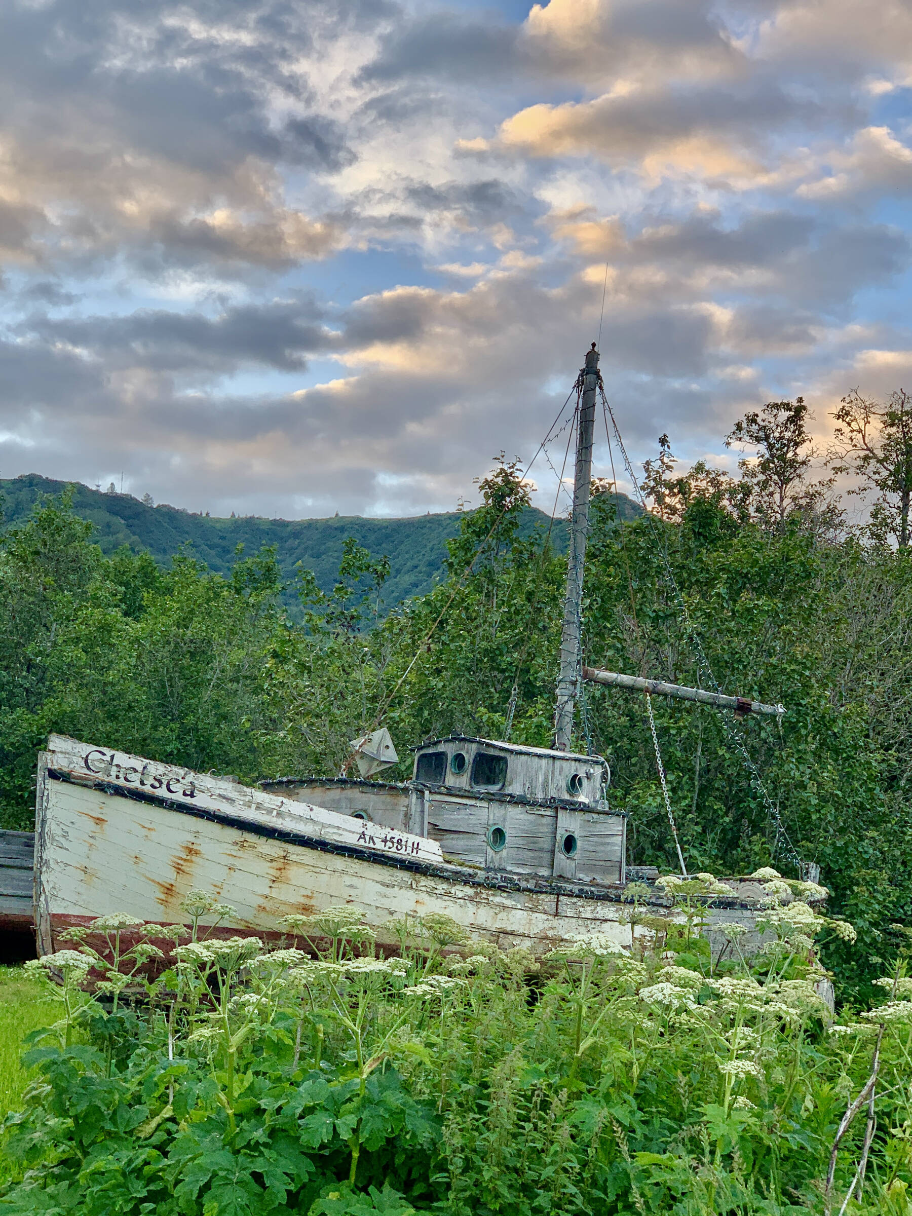 An old fishing vessel, the F/V Chelsea, sits amidst a field of pushki four miles out East End Road on Saturday, July 22, 2023 in Homer, Alaska. Photo by Christina Whiting