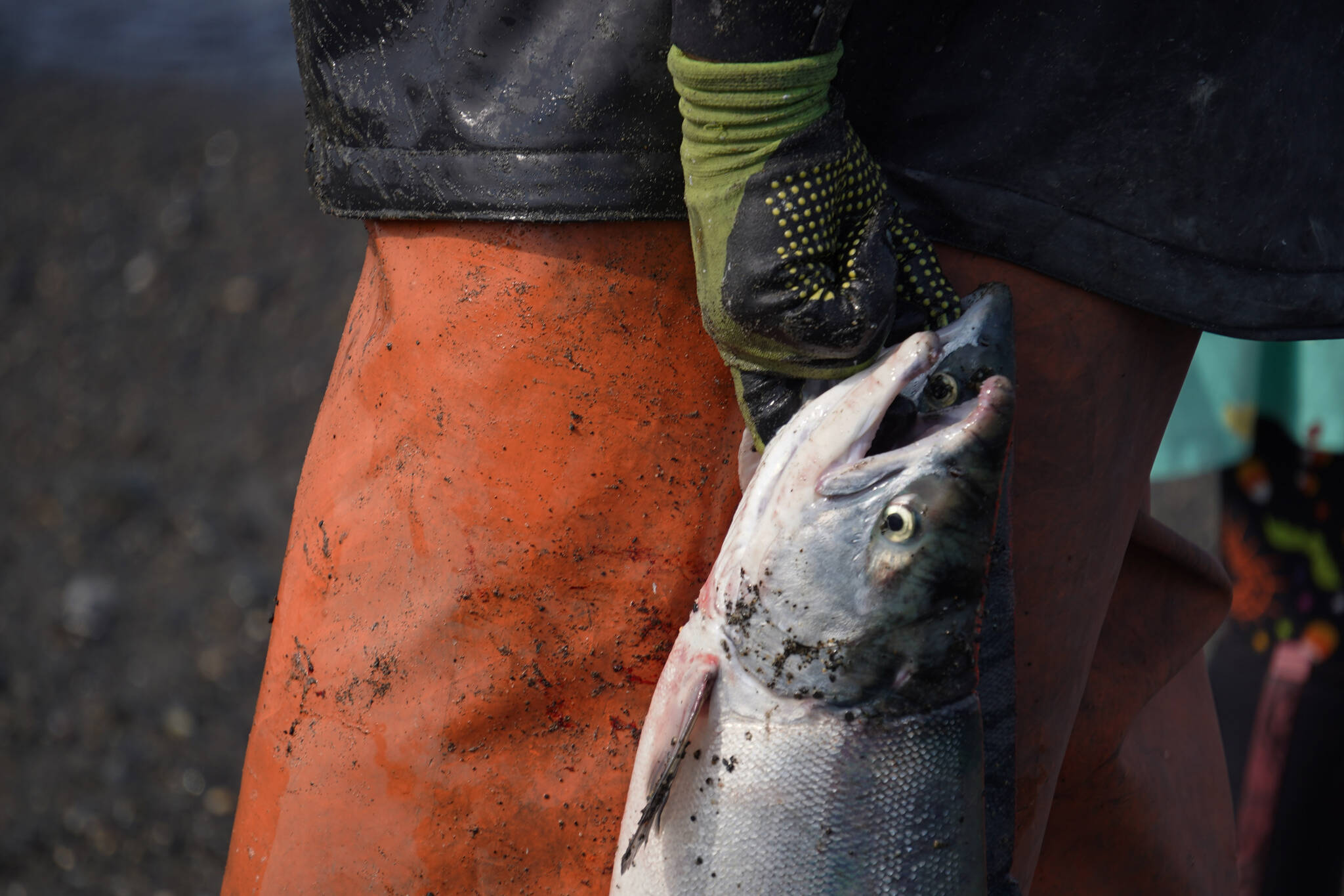 Sockeye salmon are gathered together at a test site for selective harvest setnet gear in Kenai, Alaska, on Tuesday, July 25, 2023. (Jake Dye/Peninsula Clarion)