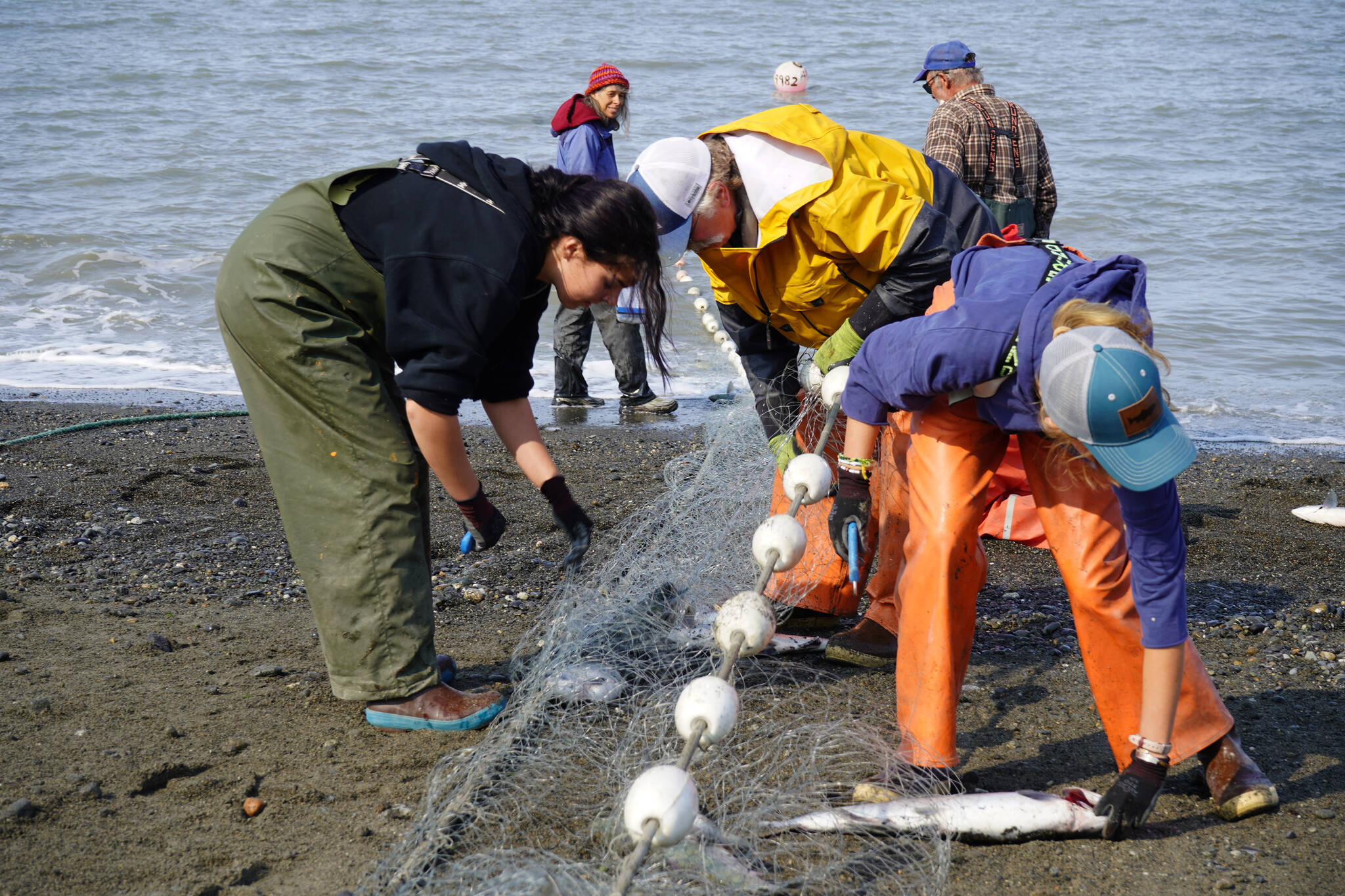 Salmon are pulled from a set gillnet at a test site for selective harvest setnet gear in Kenai, Alaska, on Tuesday, July 25, 2023. (Jake Dye/Peninsula Clarion)
