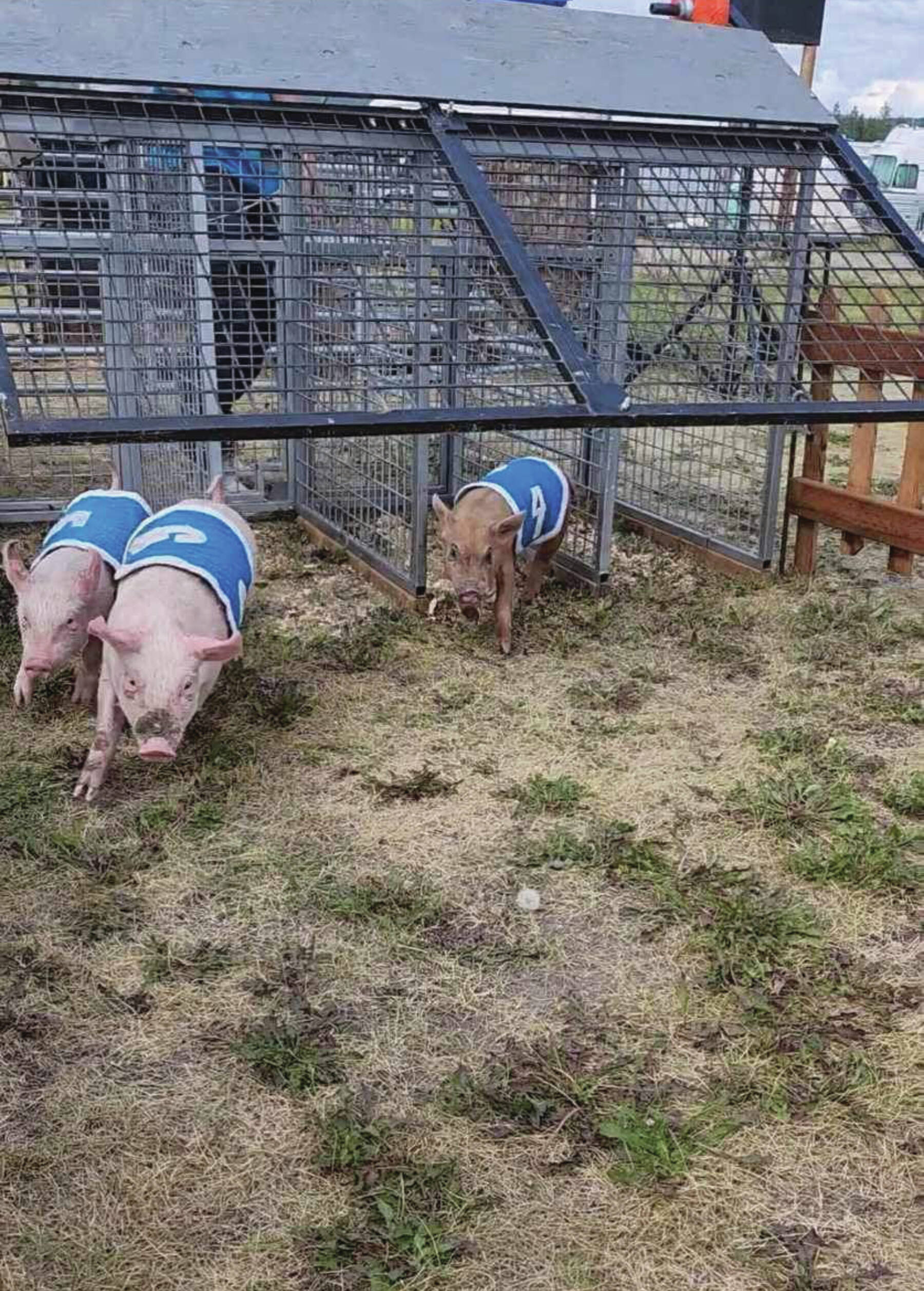 Photos provided by Lara McGinnis
Racing pigs at the 2022 Kenai Peninsula Fair.