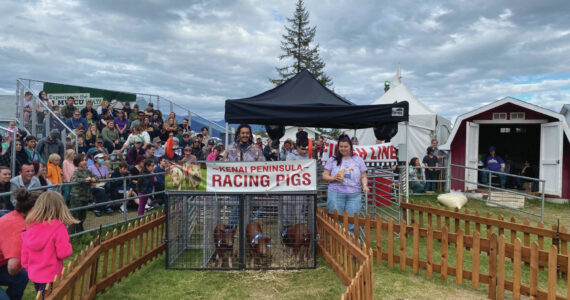 Racing pigs at the 2022 Kenai Peninsula Fair. Photo provided by Lara McGinnis