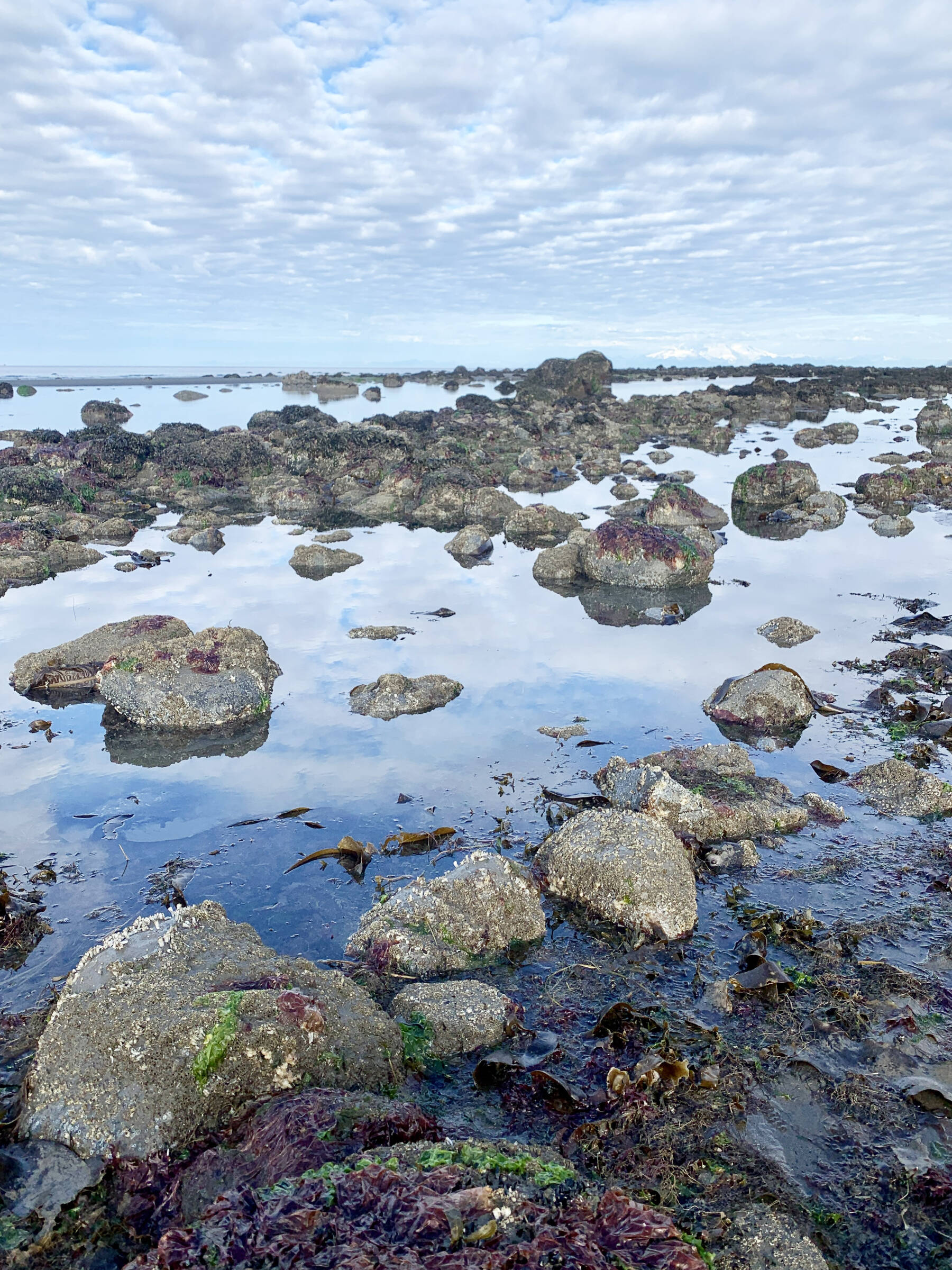 Rocks, kelp and clouds are reflected in low tide pools along Diamond Creek Beach on Tuesday, Aug. 1, 2023 in Homer, Alaska. Photo by Christina Whiting