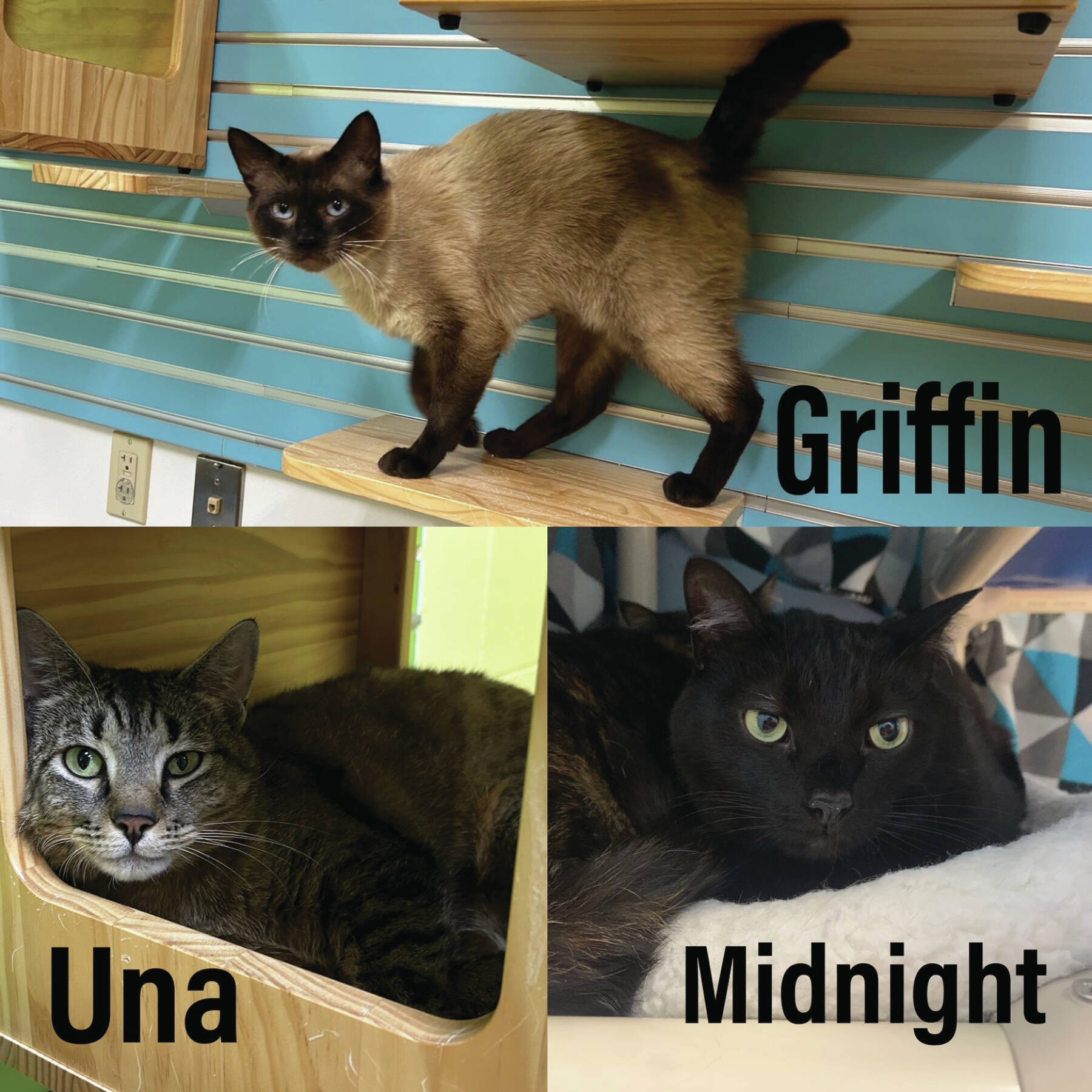 Griffin, Una and Midnight. Photo courtesy of Homer Animal Shelter