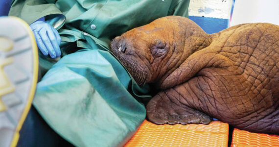 Photo courtesy Kaiti Grant/Alaska SeaLife Center
A Pacific walrus pup rests his head on the lap of an Alaska SeaLife Center staff member after being admitted to the center’s Wildlife Response Program on Aug. 1. Walruses are highly tactile and social animals, receiving near-constant care from their mothers during the first two years of life. To emulate this maternal closeness, round-the-clock “cuddling” is being provided to ensure the calf remains calm and develops in a healthy manner.