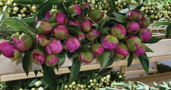 Photos by Emilie Springer/ Homer News
Peony bundles in a cooler at Diamond Ridge Peonies on August 11.