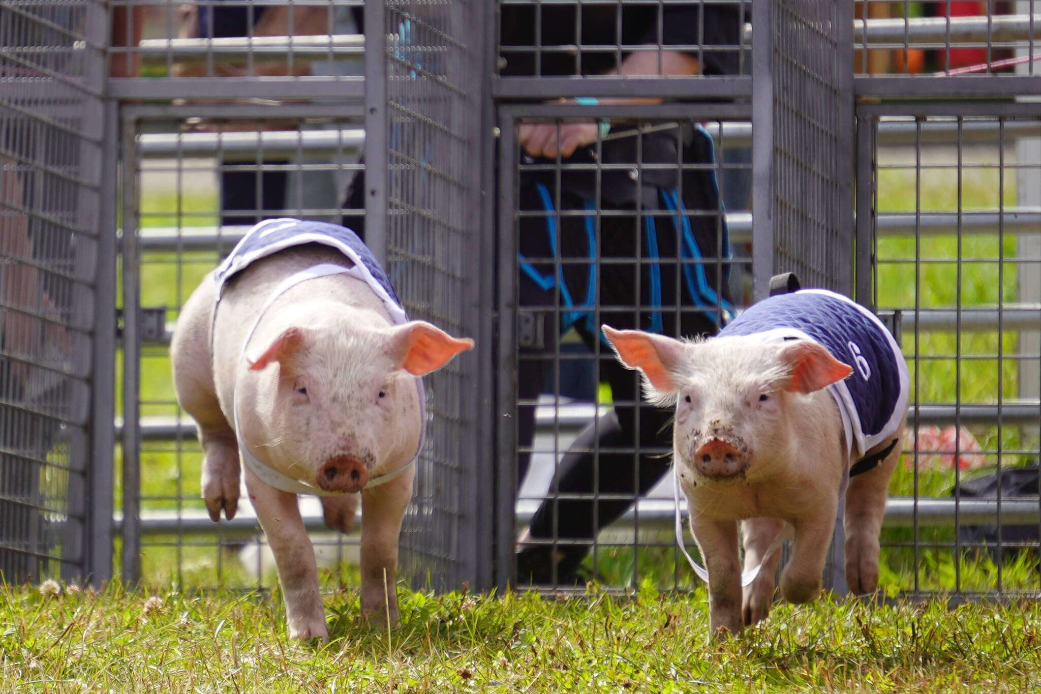 Pigs race at the Kenai Peninsula Fair in Ninilchik, Alaska, on Friday, Aug. 11, 2023. (Jake Dye/Peninsula Clarion)